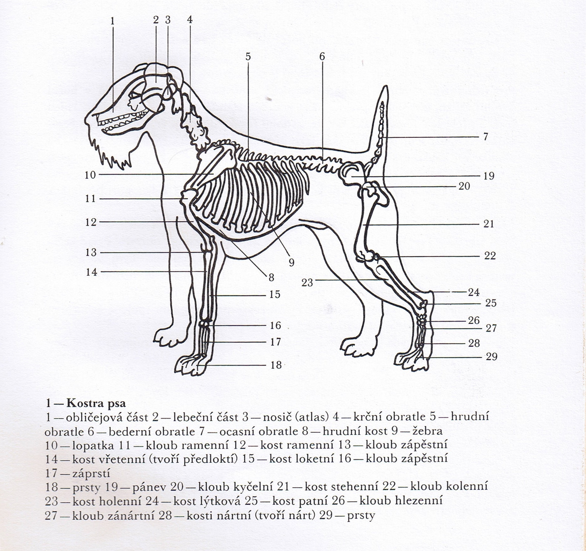 Ребра можно собаке. Строение скелета собак грудная клетка. Скелет Джек Рассел терьера. Атлас пород собак Найманова. Атлас пород собак Найманова Гумпал.